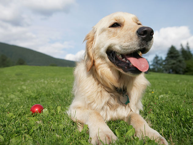 Safety Tips For Your Pets