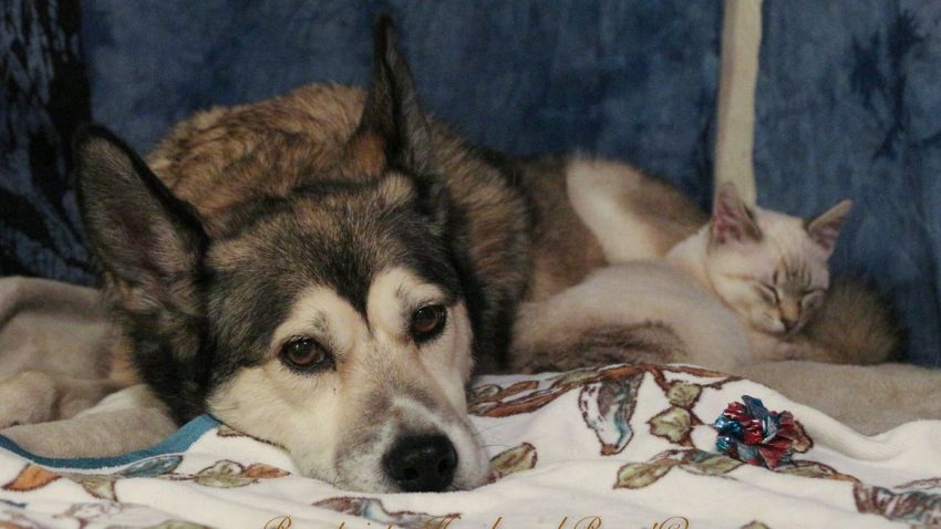 Best Safety Tips For Your Pets